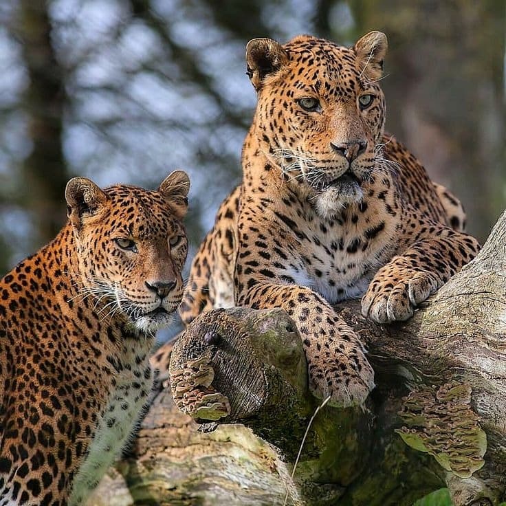 Wildlife & Safari Expeditions